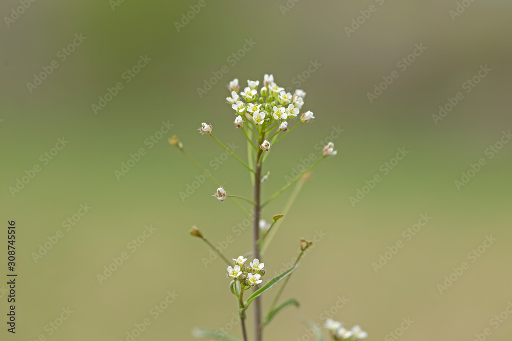 Shepherds purse flower hi-res stock photography and images - Page 2 - Alamy