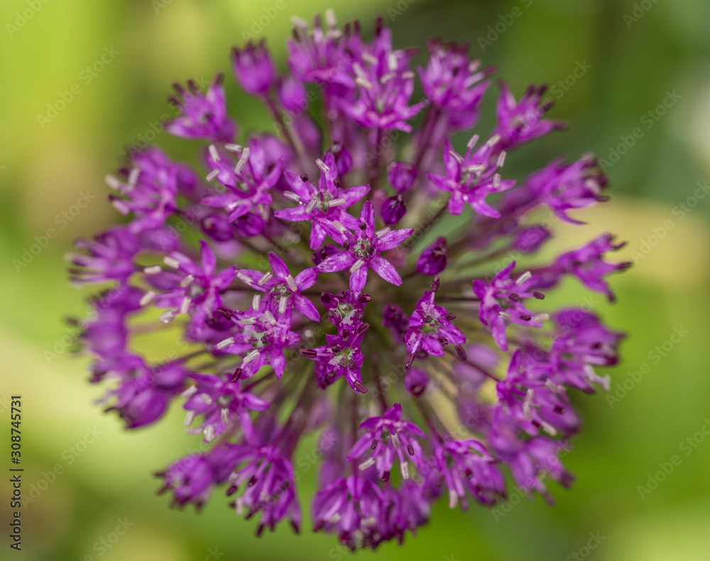 Аllium purple flowers growing in the garden. Purple Allium Flowers Close Up. purple pink garden Allium flower cluster from onion and garlic family. Beautiful picture with Alliums for the gardening. 