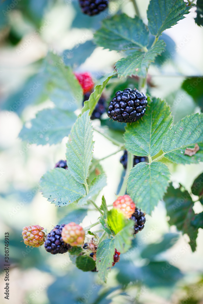 fresh ripe blackberries in a garden fresh ripe blackberries in a garden