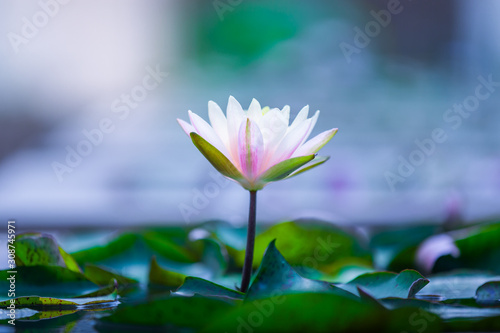 beautiful lotus flower or water lily on surface of blue pond
