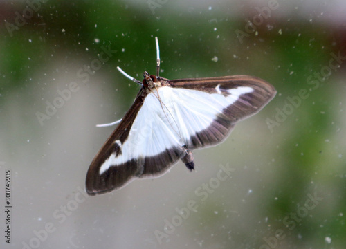 Close up of a Cydalima perspectalis, Box Tree Moth photo