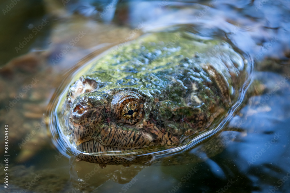 Snapping turtle swimming in the wild.