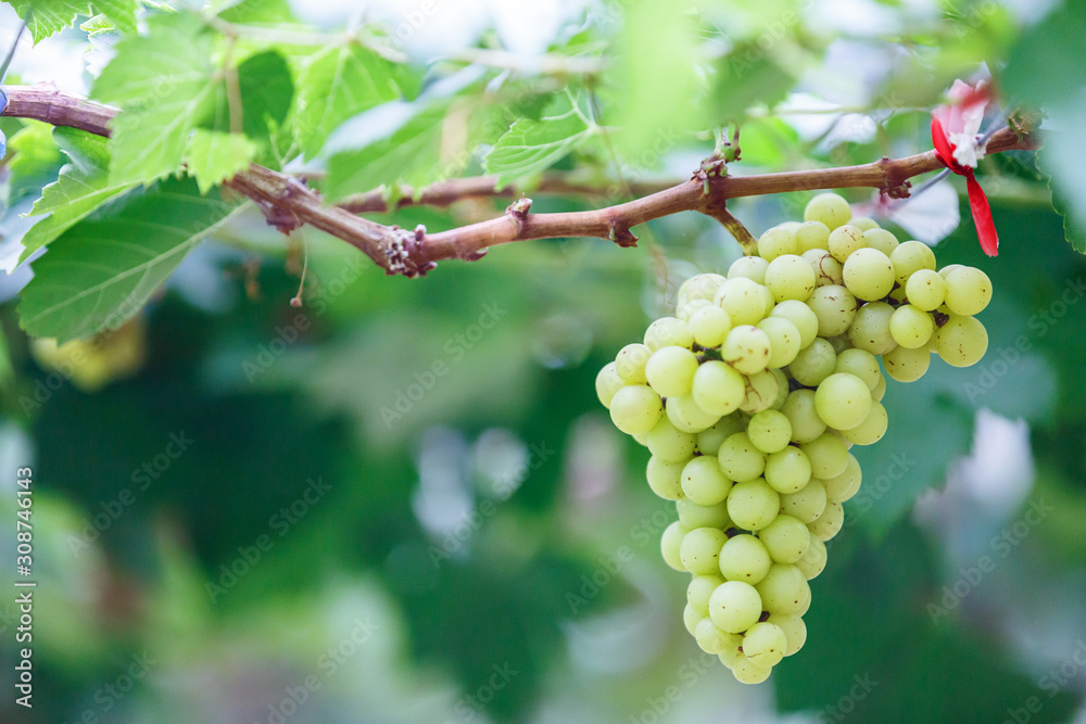 White , green grapes hanging on a bush  vine in the vineyard