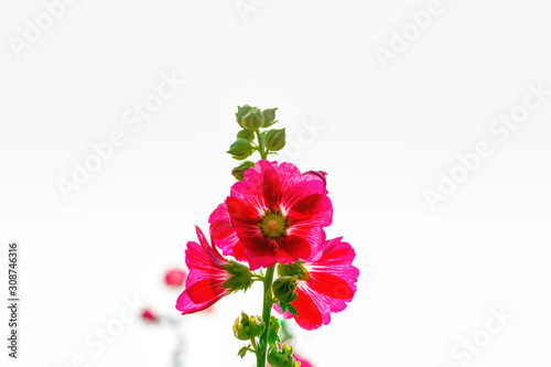 Hollyhock flower prominent and beautiful on a white background. photo