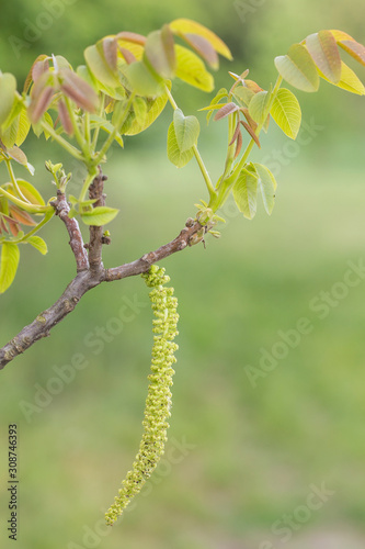 A branch of a walnut tree (Juglans regia) with male and female flowers blooming in the sprin, closeup. © ihorhvozdetskiy