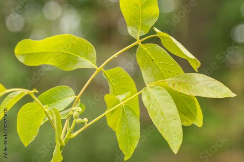 A branch of a walnut tree (Juglans regia) with male and female flowers blooming in the sprin, closeup.