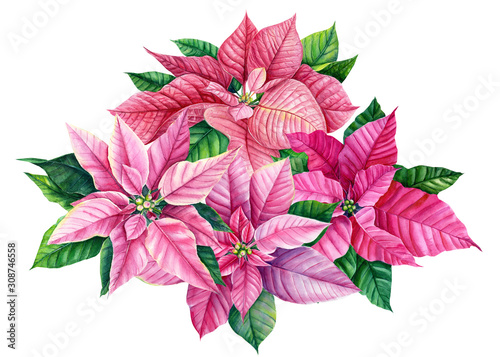 christmas bouquet with flowers poinsettia on a white background. watercolor illustration  hand drawing