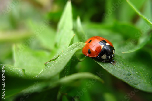 Red-black ladybug on green leaves. Macro photo of an insect. Selective focus. Blurred background. Closeup view