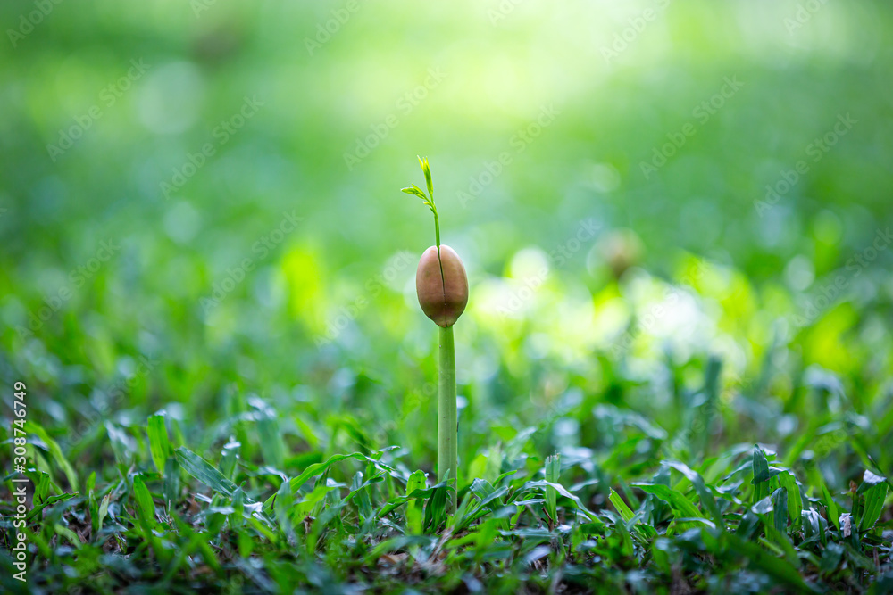 Green sprout growing from seed on the ground Green sprout growing from seed on the ground