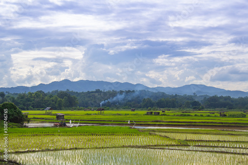 Rice field landscape with small hut inside and mountain on background.