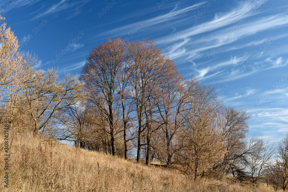 Beautiful autumn landscape. Big bare trees on dry hill and floccus clouds on bright blue sky in sunny day Beautiful autumn landscape. Big bare trees on dry hill and floccus clouds on bright blue sky in sunny day