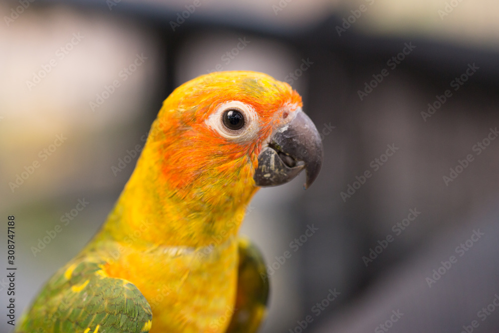 Female Sun Conure (Aratinga solstitialis)