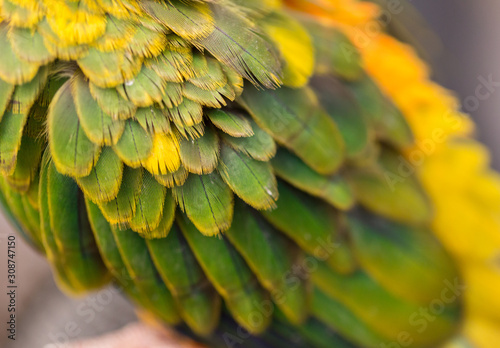 Feather of Female Sun Conure (Aratinga solstitialis)