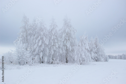 In an open field there is a group of birches covered with a thick layer of frost