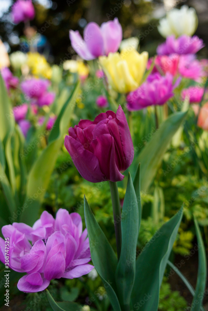 pink tulips in the garden