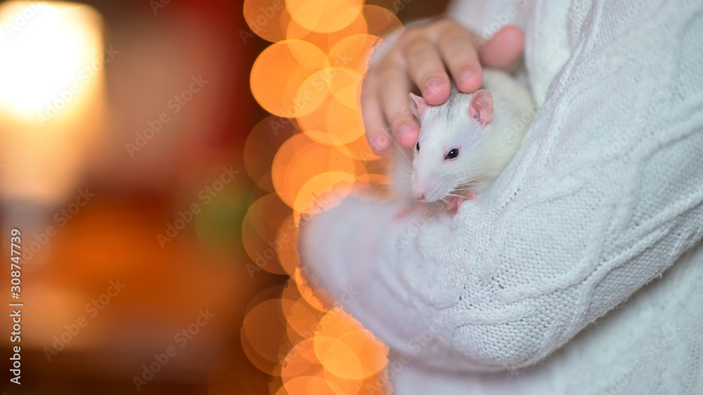 The girl holds in her arms and strokes a cute white rat on a background of bright holiday lights. Symbol of 2020. Pets