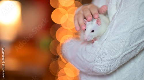 Obraz na płótnie The girl holds in her arms and strokes a cute white rat on a background of bright holiday lights. Symbol of 2020. Pets w salonie