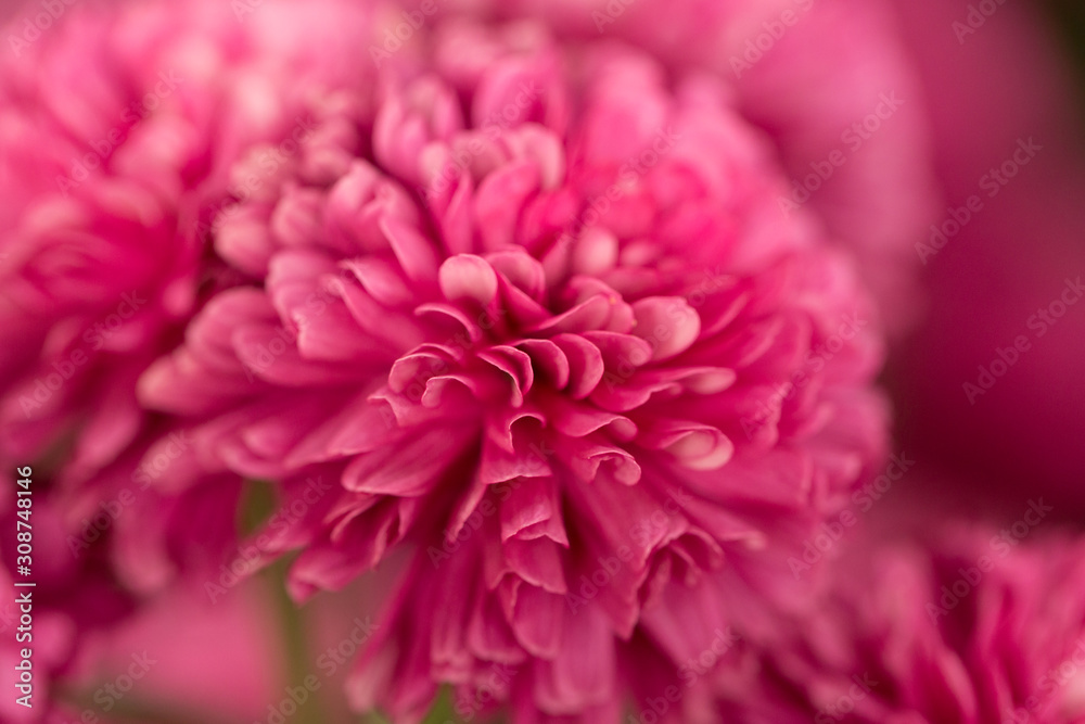 Hot Pink Chrysanthemum Flower in Garden