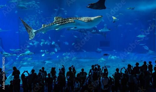 Giant whale shark in Aquarium.