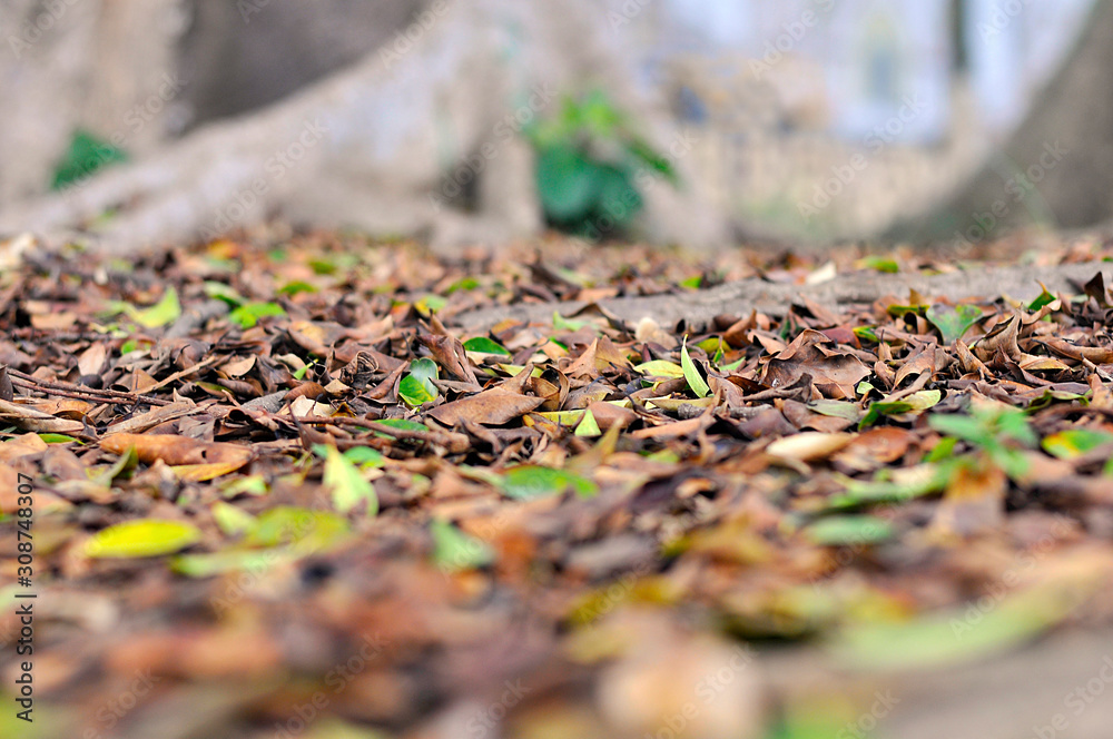 Fallen leaves Fallen leaves