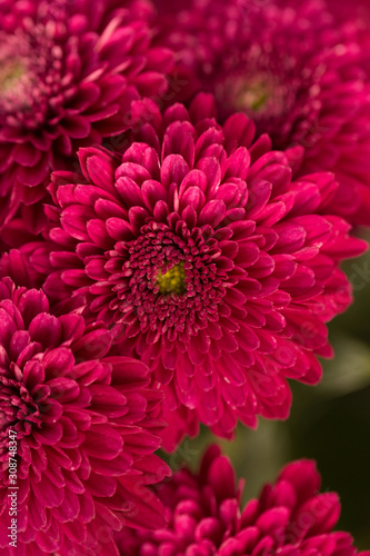 Hot Pink Chrysanthemum Flower in Garden © Rachel M