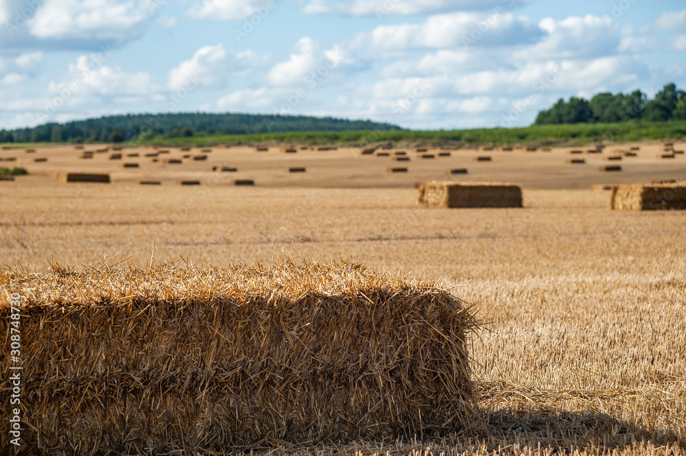 Fototapeta premium Bales of straw on the field after harvest