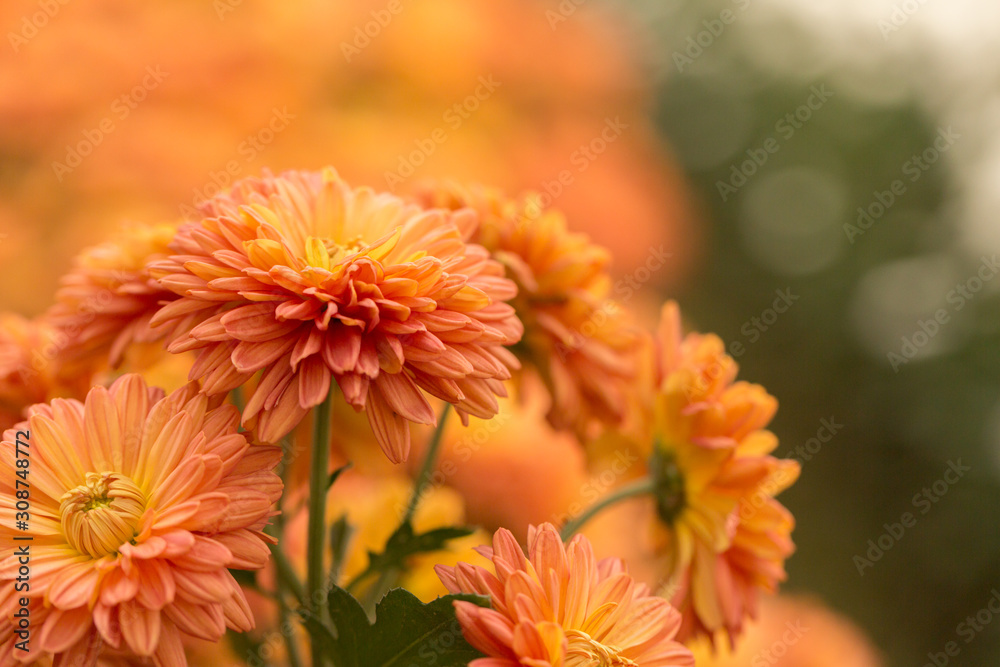 Orange Chrysanthemum Flower in Garden Orange Chrysanthemum Flower in Garden