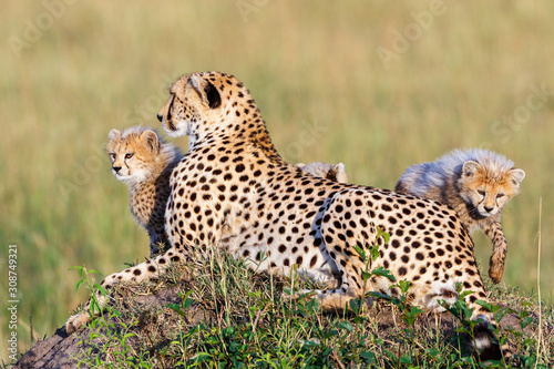 Cheetah with curious cubs in the savannah