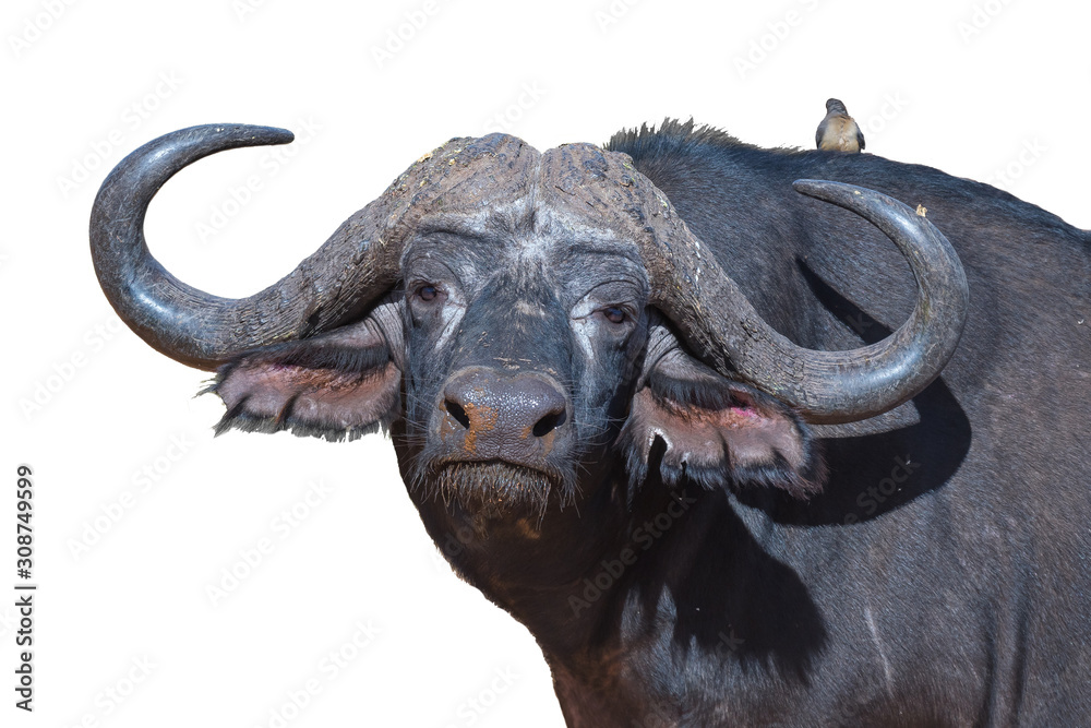 Naklejka premium Cape buffalo, Syncerus caffer, looking at the camera