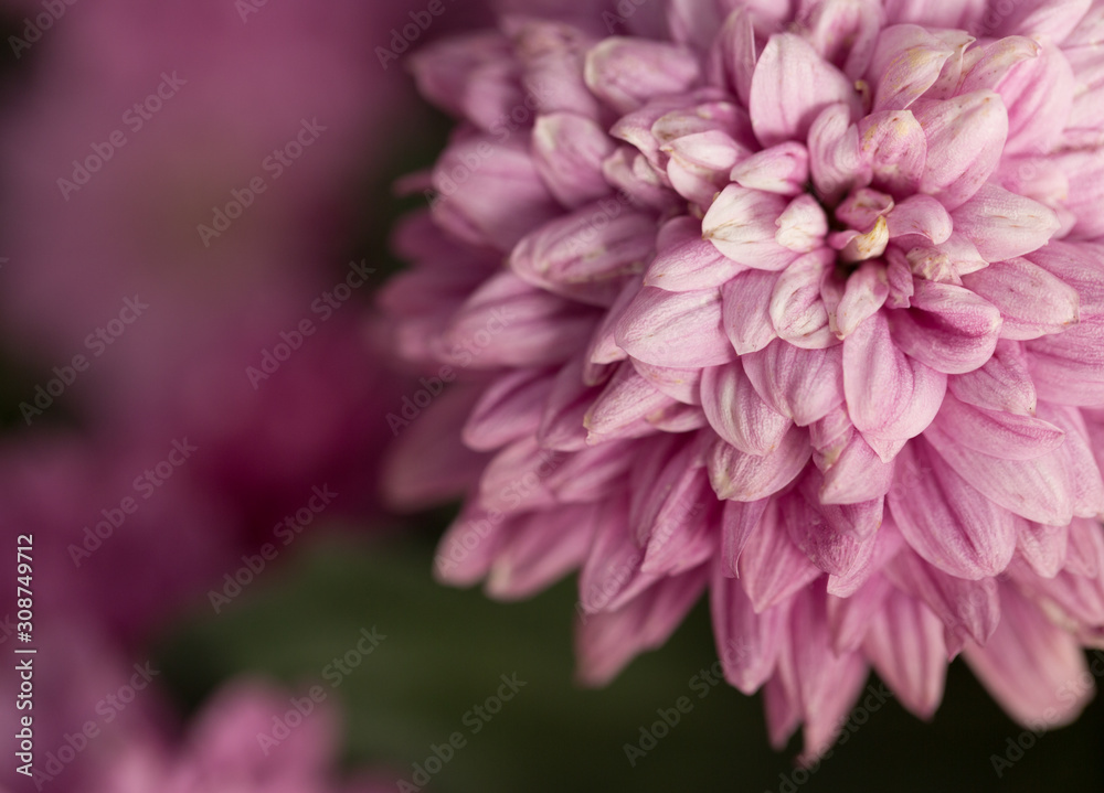 Pink Chrysanthemum Flower in Garden