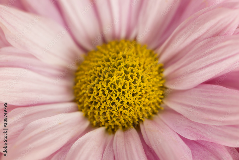 Pink Chrysanthemum Flower in Garden Pink Chrysanthemum Flower in Garden