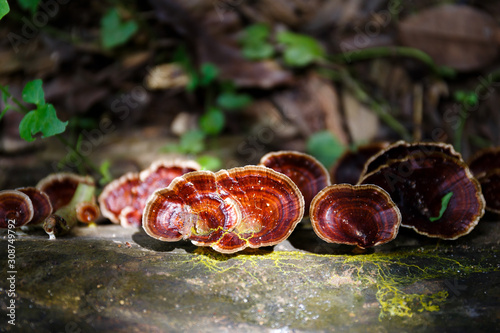 beautiful wild reishi mushroom in rain forest at sunrise