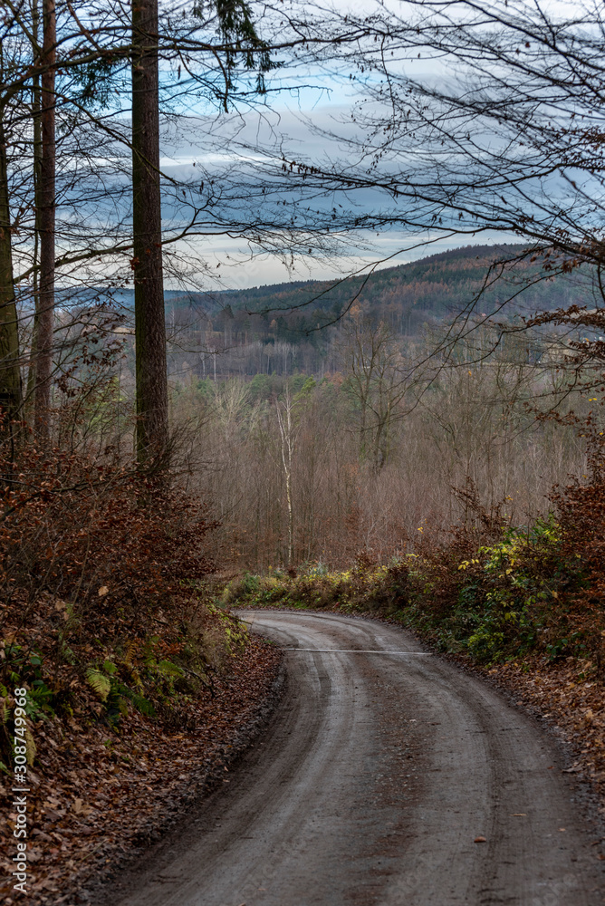 forest road leading downhill in winter