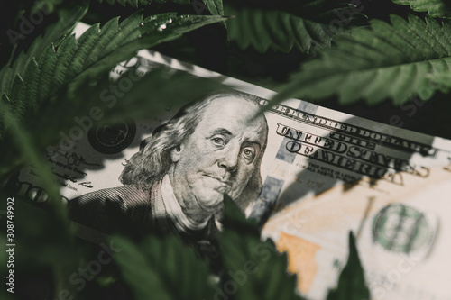 American dollar bill on cannabis leaves. Taxation and marijuana. The economy of hemp industry. Tax on weed. Money and pot. Cannabis finance. Revenues in the marijuana industry