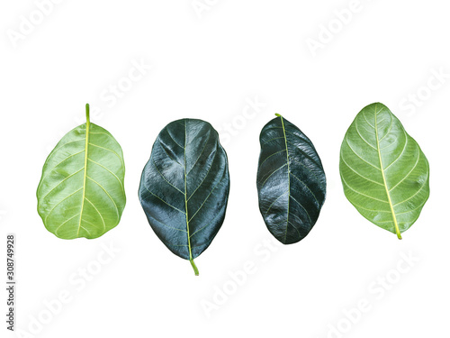 front and back fresh Jackfruit green leaved isolated on white blackground. photo