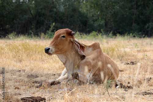 A cow laying down in the grassland.
