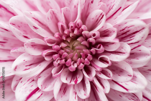 Pink Chrysanthemum Flower in Garden