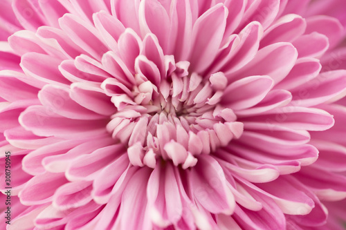 Pink Chrysanthemum Flower in Garden © Rachel M
