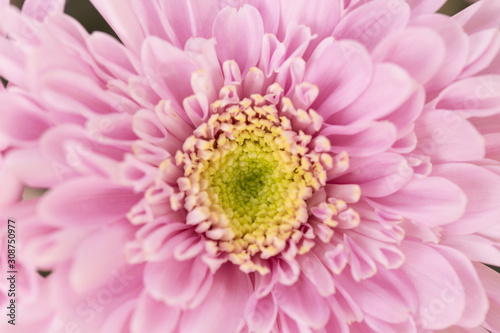 Pink Chrysanthemum Flower in Garden