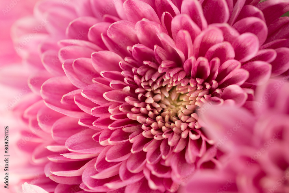 Pink Chrysanthemum Flower in Garden Pink Chrysanthemum Flower in Garden