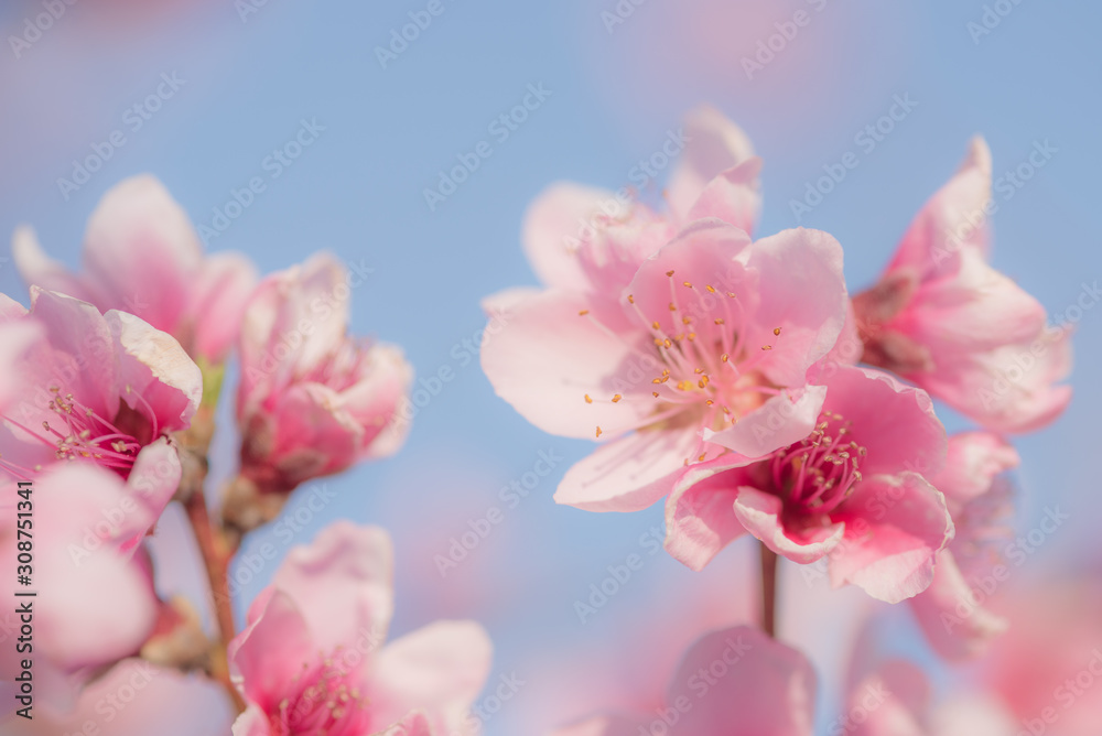 peach flower close up on blue sky background peach flower close up on blue sky background