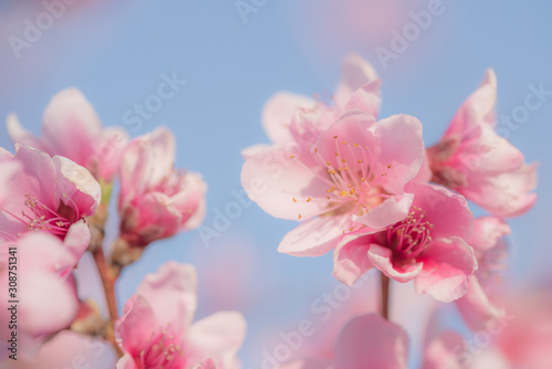 peach flower close up on blue sky background