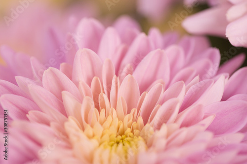 Pink Chrysanthemum Flower in Garden