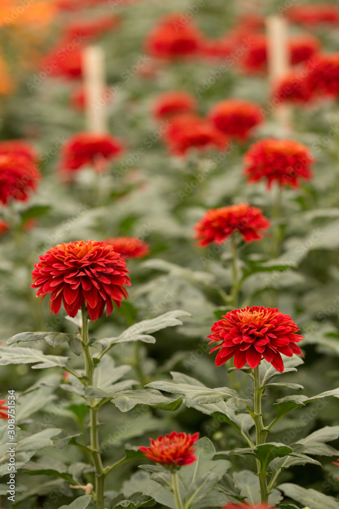 Red Chrysanthemum Flower in Garden