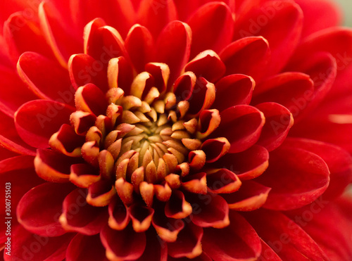 Fototapeta Naklejka Na Ścianę i Meble -  Red Chrysanthemum Flower in Garden