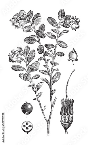 Lingonberry or cowberry (Vaccinium vitis idaea) / vintage illustration from Brockhaus Konversations-Lexikon 1908
