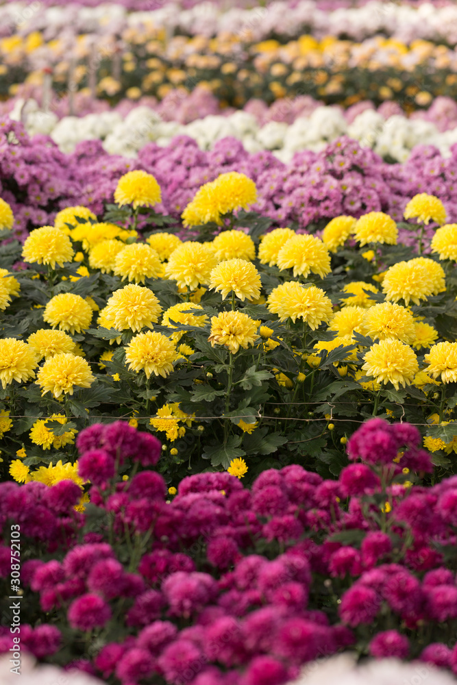 Rows of Chrysanthemum Flowers in Garden Rows of Chrysanthemum Flowers in Garden