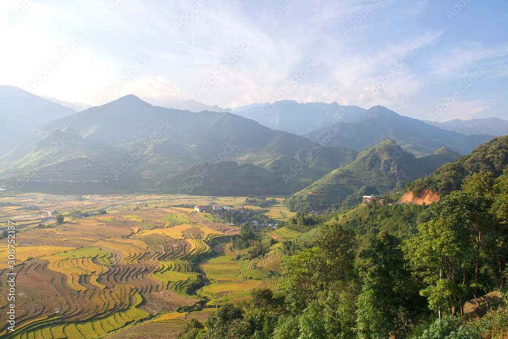 Obraz premium Green, brown, yellow and golden rice terrace fields of Tu Le valley, Northwest of Vietnam 
