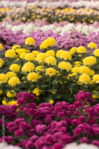 Rows of Chrysanthemum Flowers in Garden