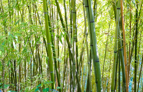 Thickets of bamboo in the garden. The stems of bamboo.